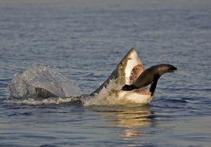 Great white shark and seal